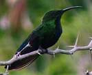 Colibri falle-vert