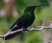 Green-throated Carib