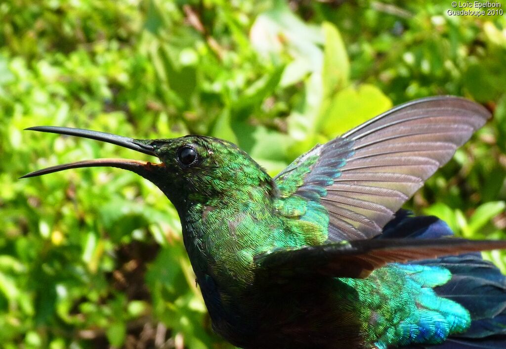 Green-throated Carib