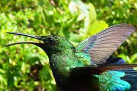 Green-throated Carib