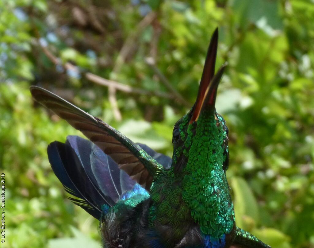 Green-throated Carib