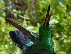 Colibri falle-vert