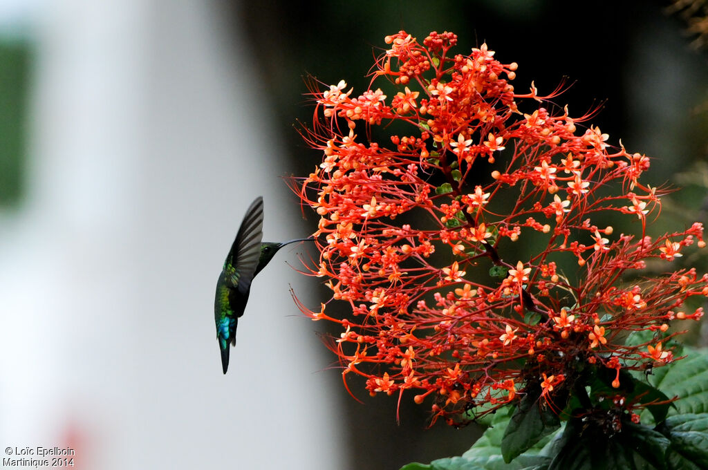 Colibri falle-vert