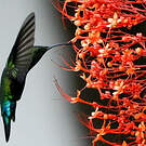 Colibri falle-vert