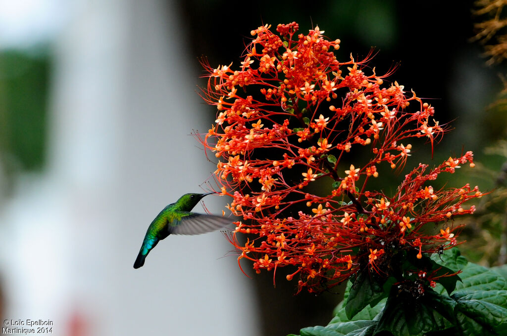 Green-throated Carib