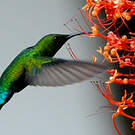 Colibri falle-vert