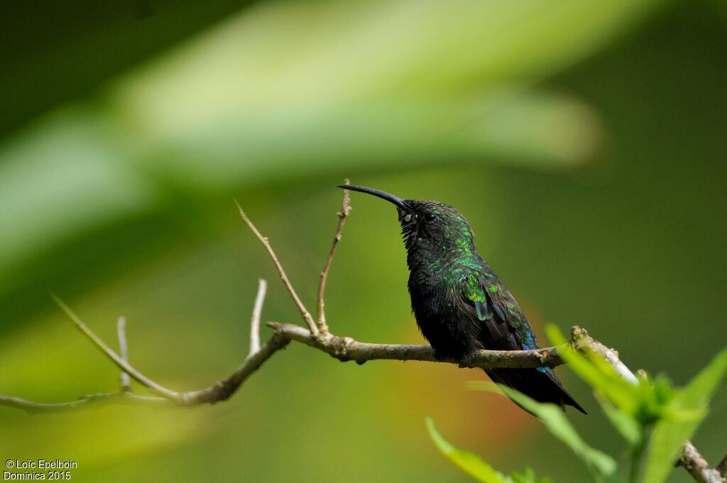 Green-throated Carib