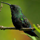 Colibri falle-vert