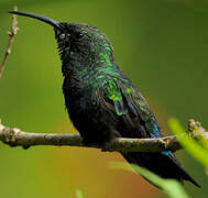 Green-throated Carib