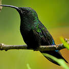 Colibri falle-vert