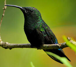 Colibri falle-vert