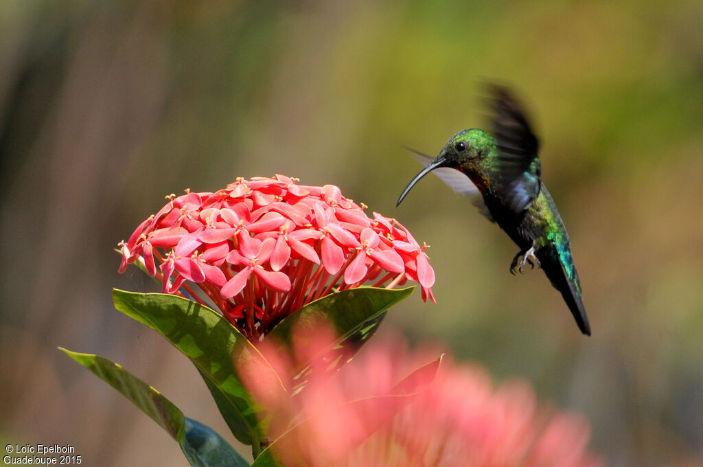 Green-throated Carib