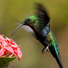 Colibri falle-vert