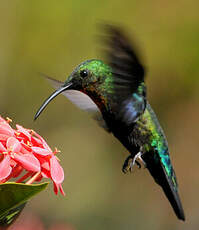 Colibri falle-vert