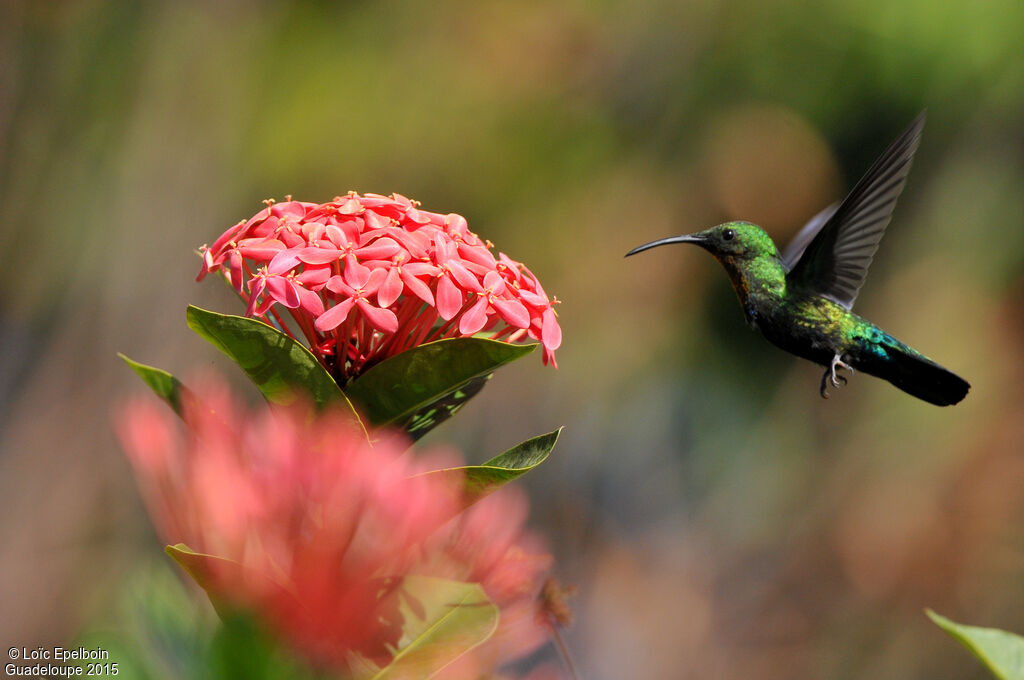 Green-throated Carib