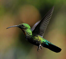 Colibri falle-vert