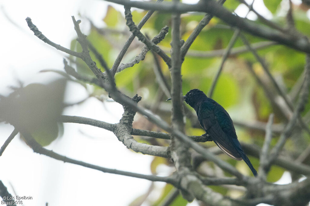 Swallow-tailed Hummingbird