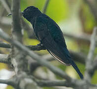 Swallow-tailed Hummingbird