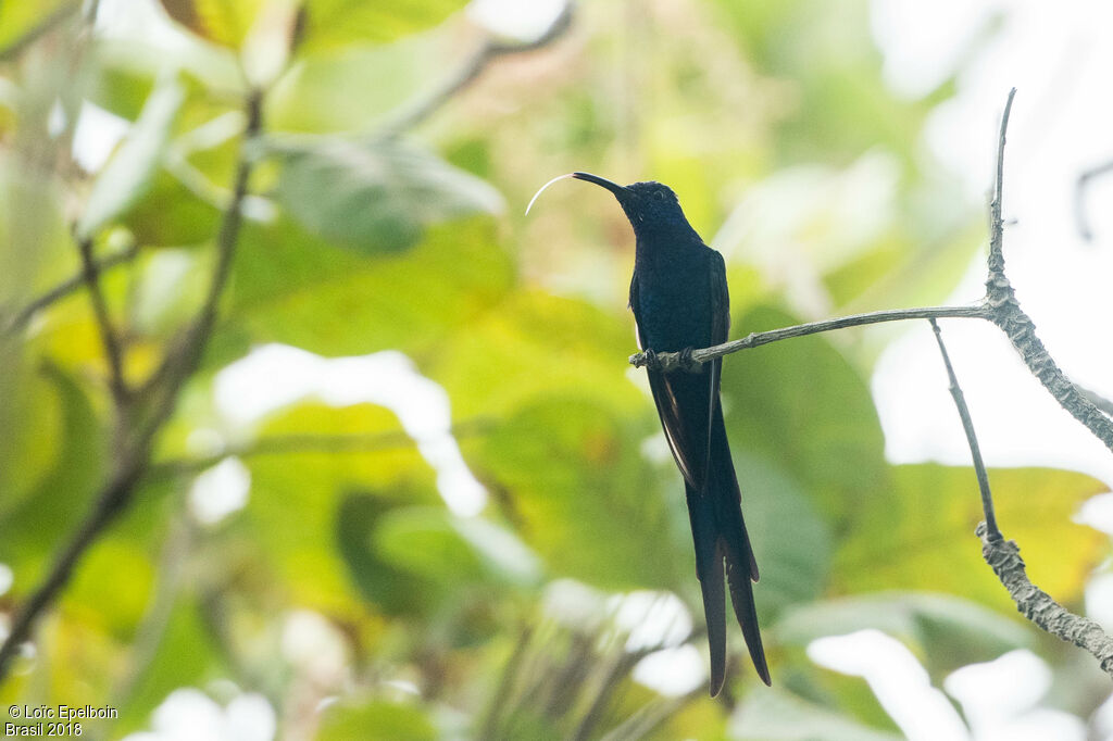 Swallow-tailed Hummingbird