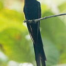 Colibri hirondelle