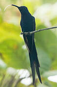 Swallow-tailed Hummingbird