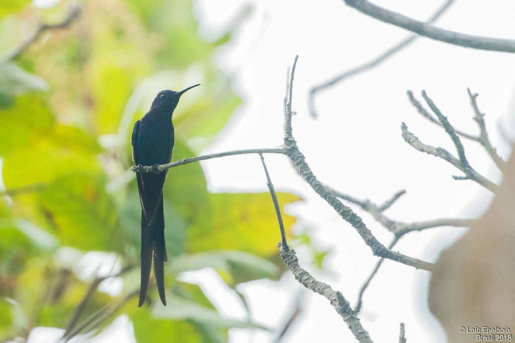 Swallow-tailed Hummingbird