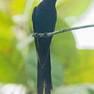 Colibri hirondelle