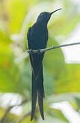 Colibri hirondelle