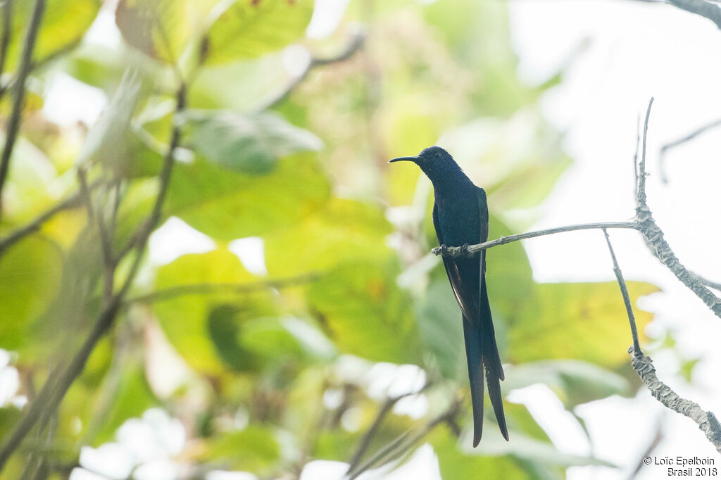 Swallow-tailed Hummingbird