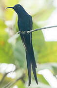 Swallow-tailed Hummingbird