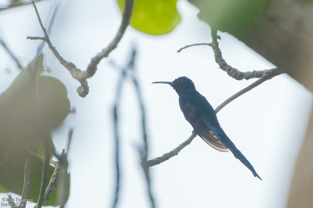 Swallow-tailed Hummingbird