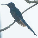 Colibri hirondelle