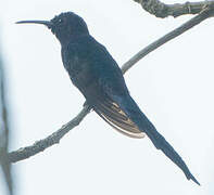 Swallow-tailed Hummingbird