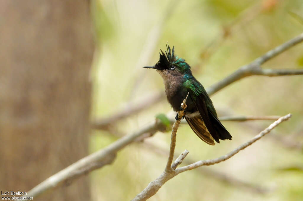 Colibri huppé, identification