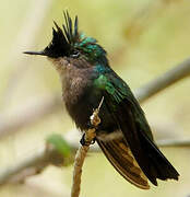 Antillean Crested Hummingbird