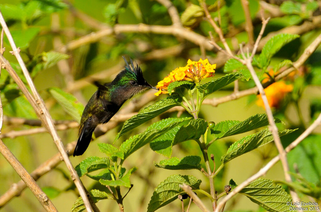 Colibri huppé