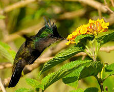 Antillean Crested Hummingbird