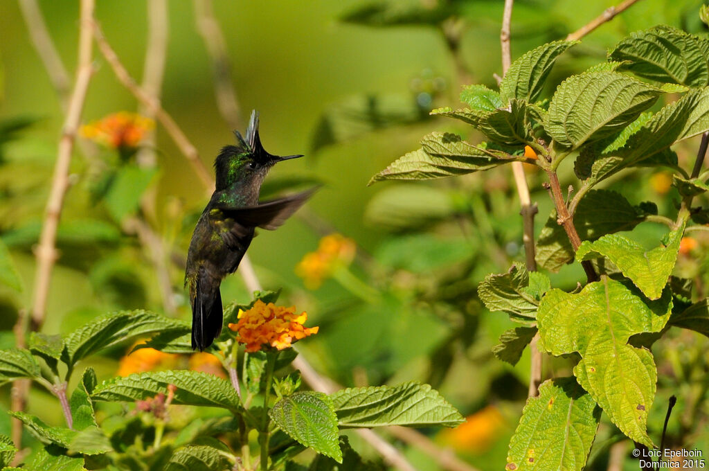 Antillean Crested Hummingbird