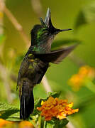 Antillean Crested Hummingbird