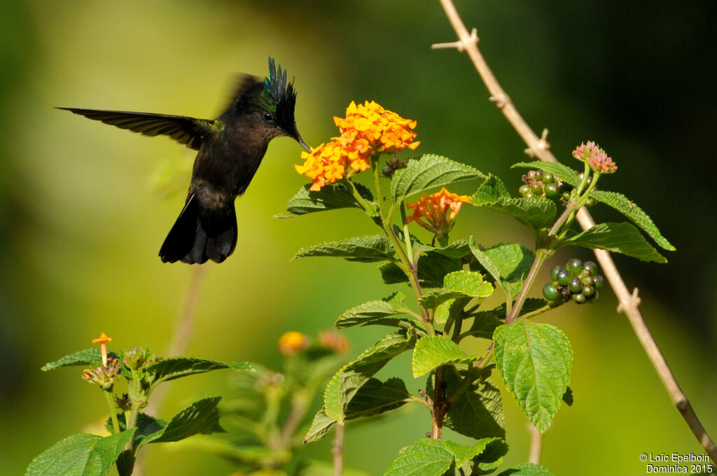 Antillean Crested Hummingbird