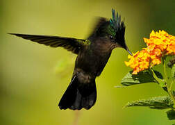 Antillean Crested Hummingbird