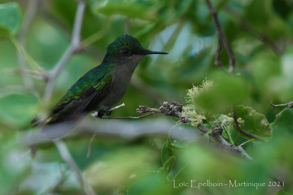 Colibri huppé