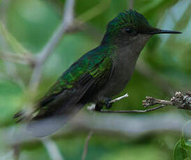 Colibri huppé