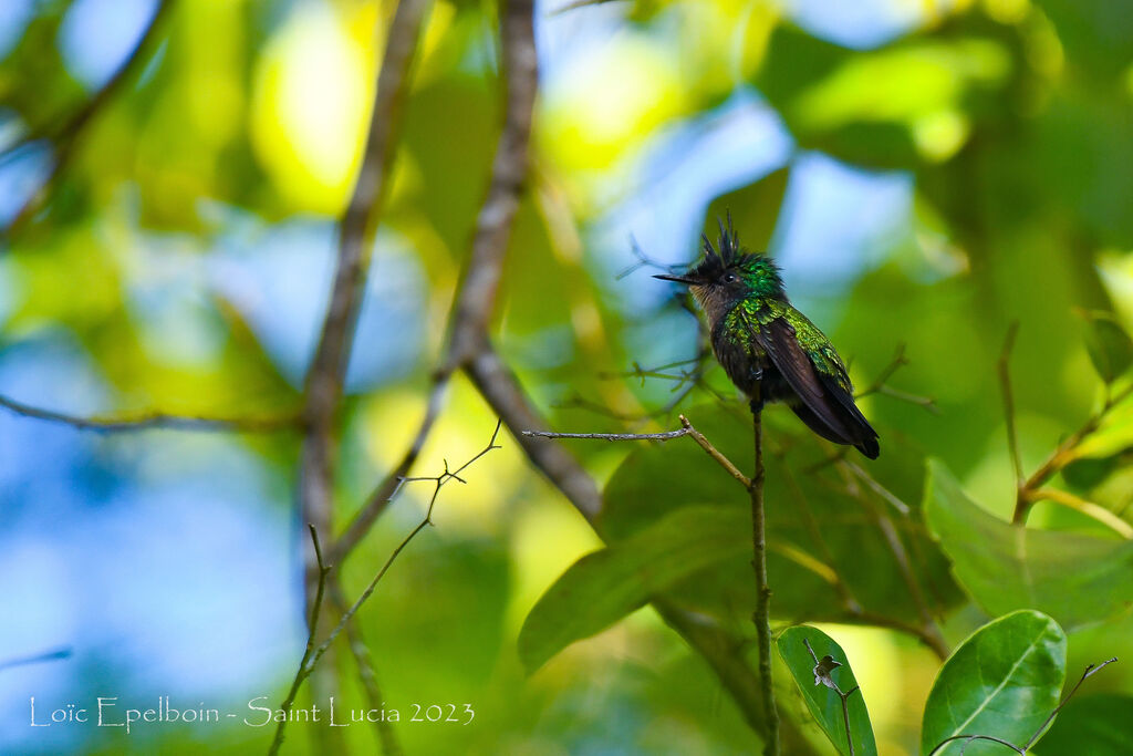 Antillean Crested Hummingbird