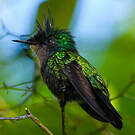 Colibri huppé