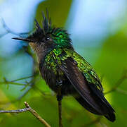 Antillean Crested Hummingbird