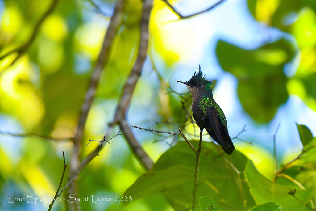 Antillean Crested Hummingbird