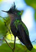 Antillean Crested Hummingbird