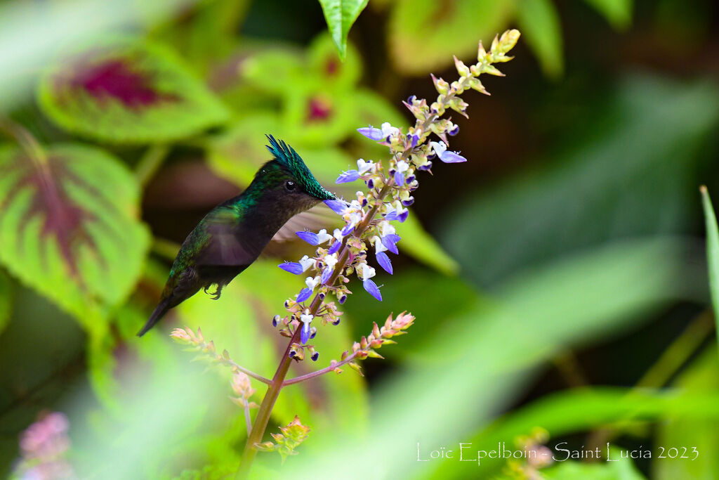 Antillean Crested Hummingbird