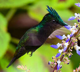 Colibri huppé